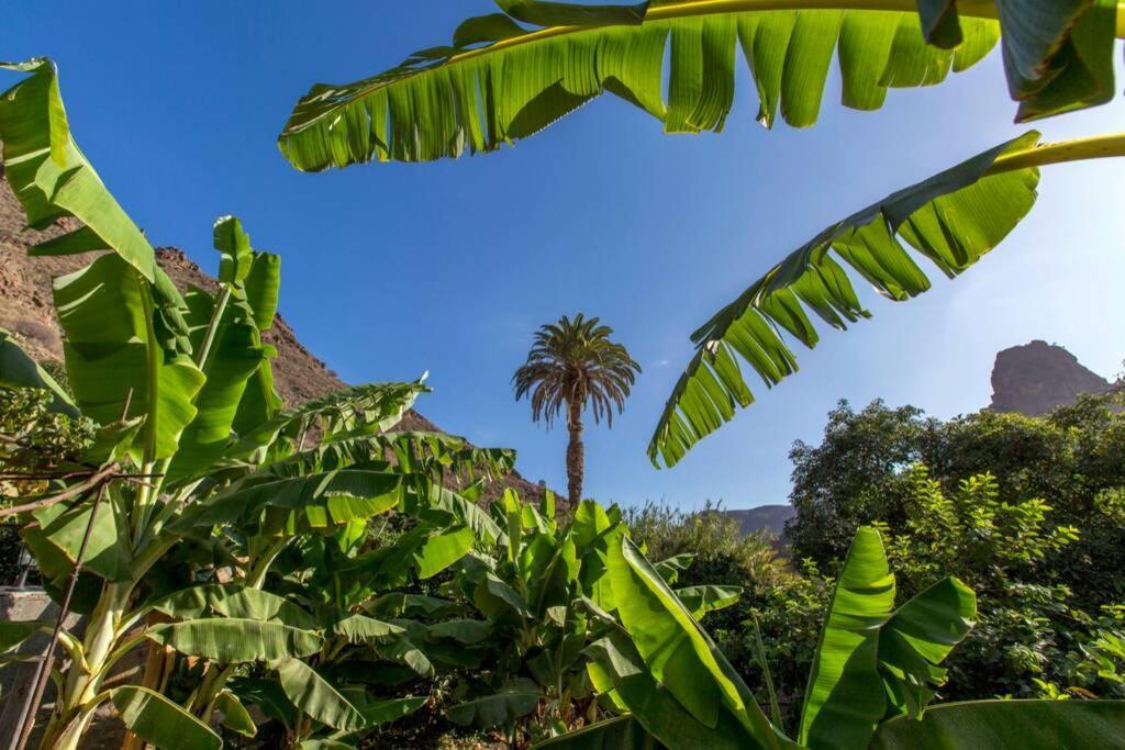 Vivienda Vacacional La Finca Los Palmitos Eksteriør bilde
